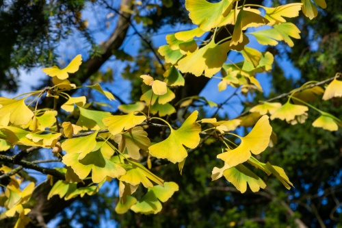 Ginkgo 3