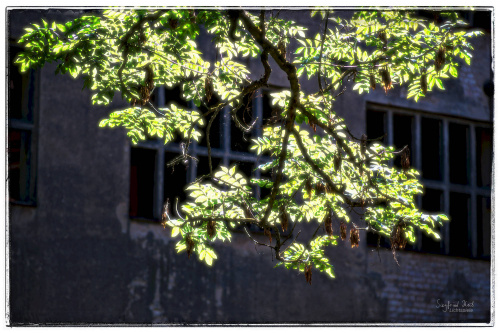 DSCF4147_Sig1500