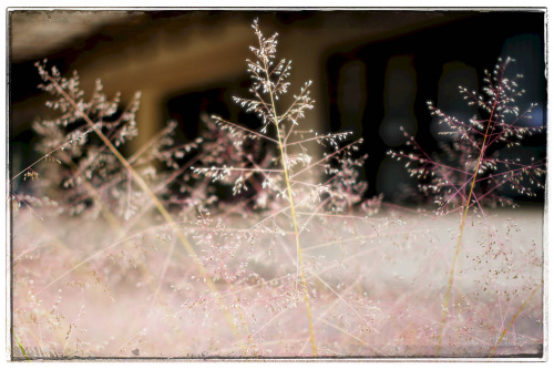 DSCF5265_Sig1500