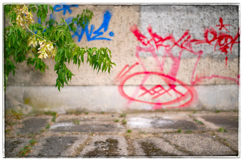 DSCF5303_Sig1500